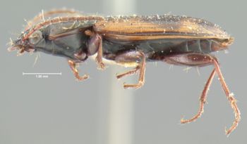 Media type: image;   Entomology 16293 Aspect: habitus lateral view